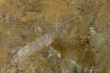 Cretaceous Fossil Leaf (Viburnum) - Kansas #136450-1